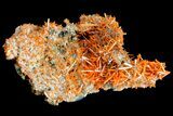 Bright Orange Crocoite Crystal Cluster - Tasmania #182728-3